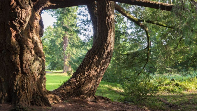 Tree trunks forming a gap through which other trees and parkland can be seen